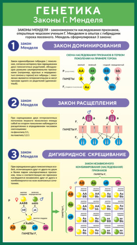 Стенд по биологии Генетика Законы Менделя